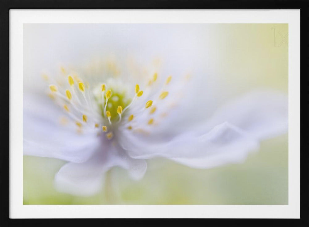 Anemone Beauty | Poster