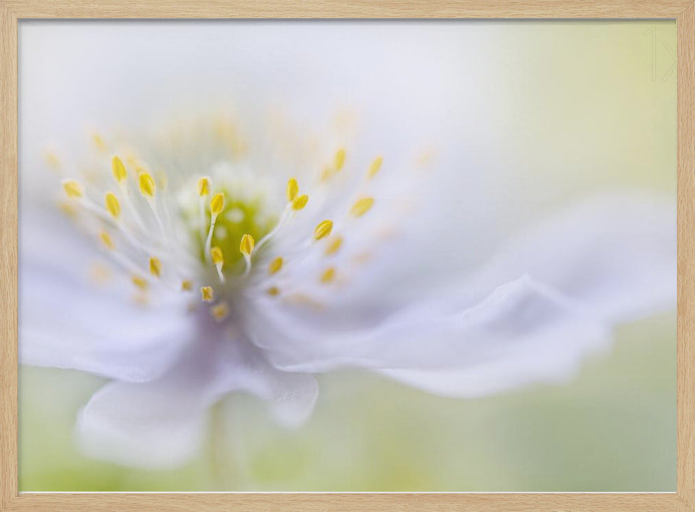 Anemone Beauty | Poster