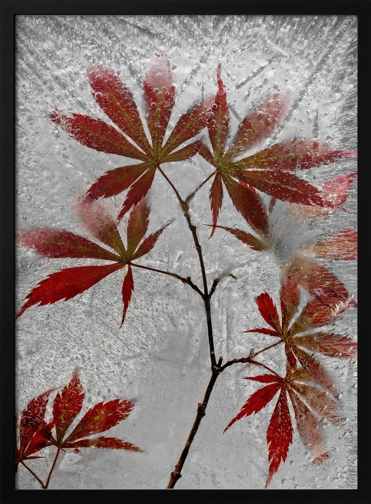 red maple | Poster