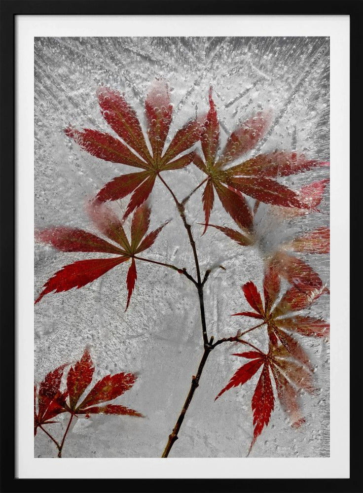 red maple | Poster
