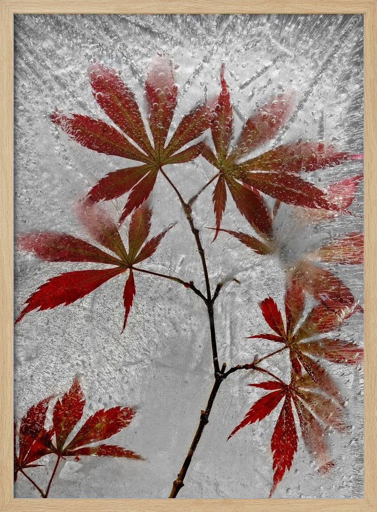 red maple | Poster