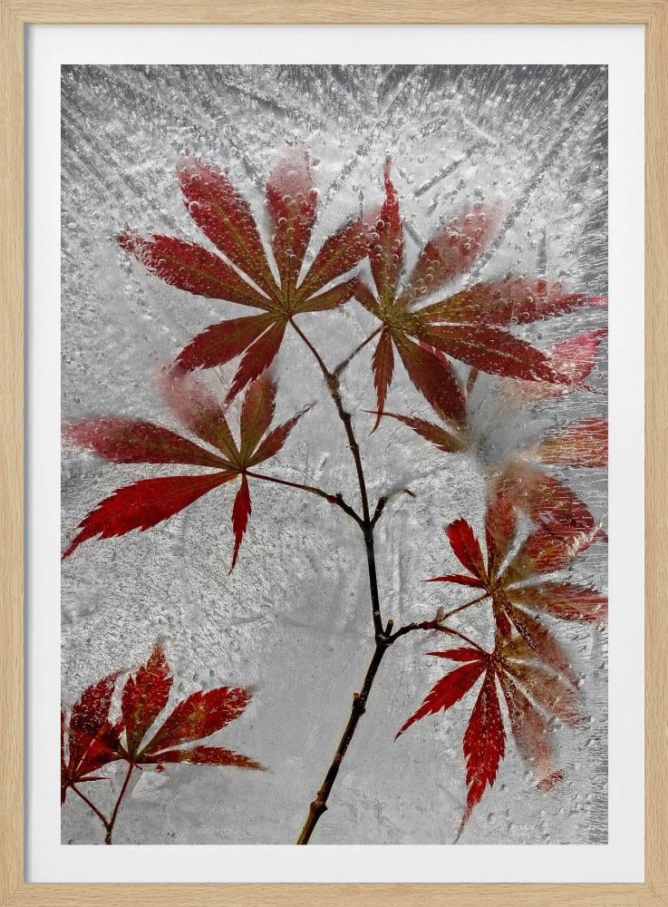 red maple | Poster