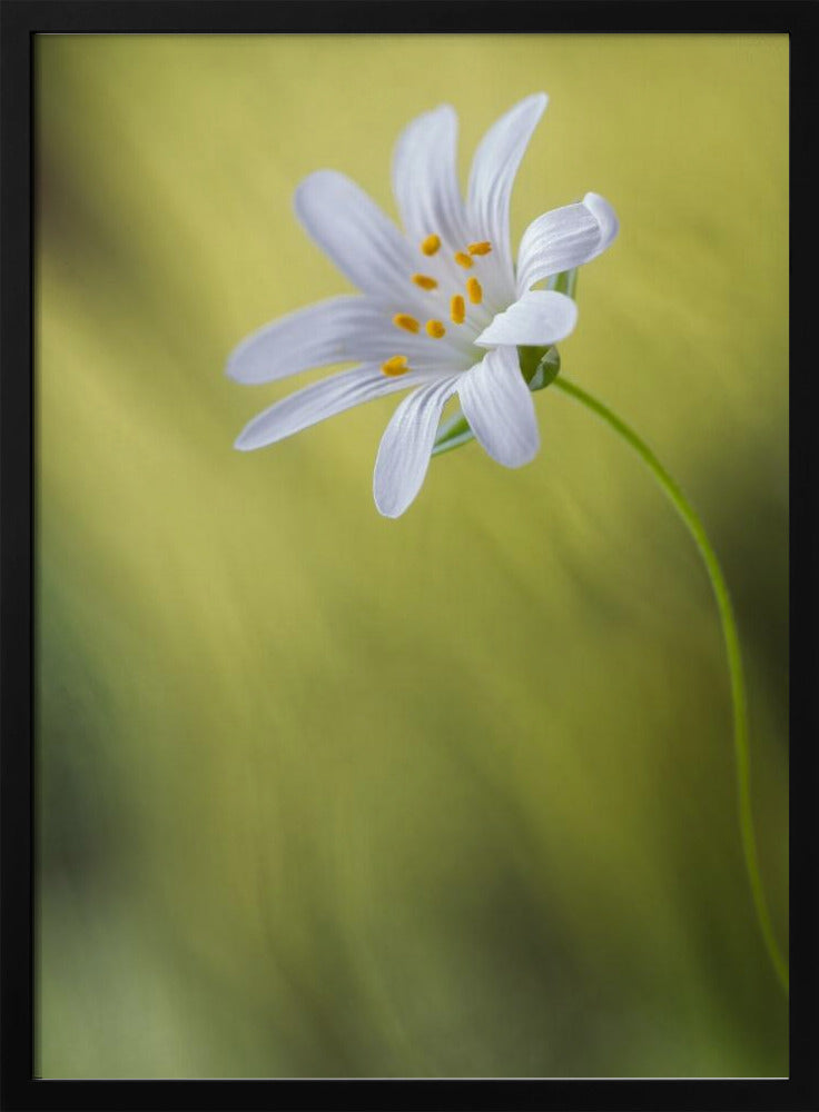 Stitchwort | Poster
