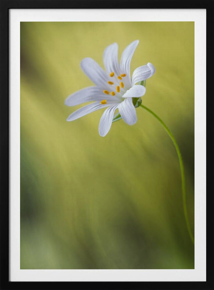 Stitchwort | Poster