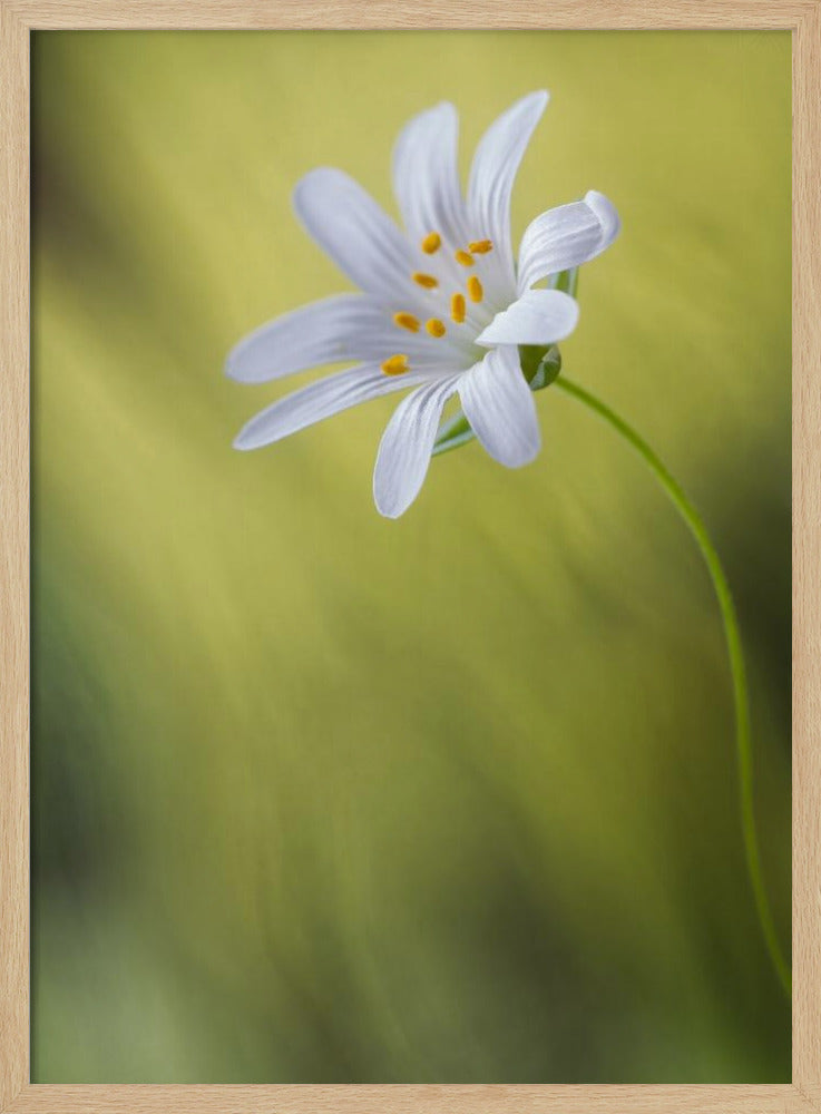 Stitchwort | Poster
