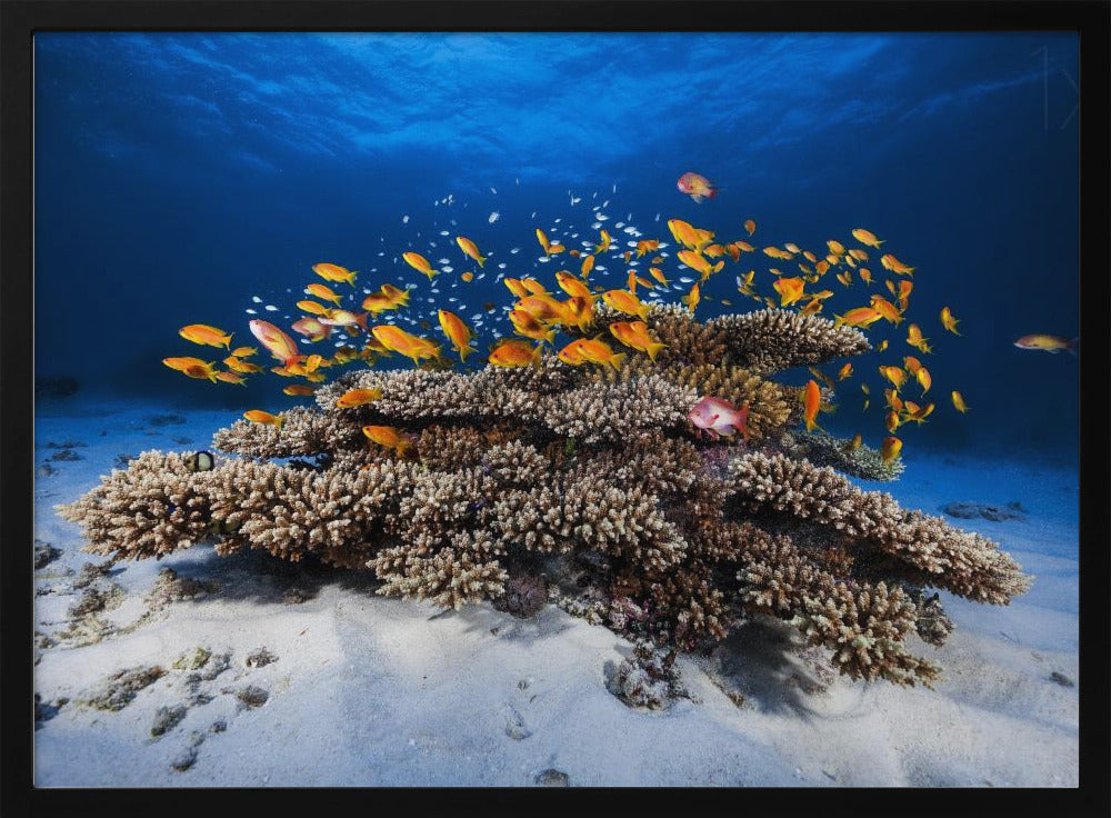 Marine Life | Poster