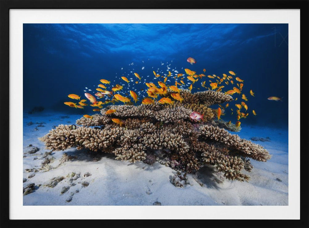 Marine Life | Poster