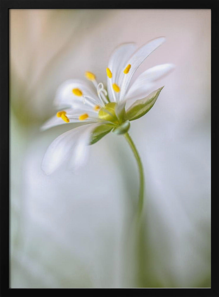Stitchwort soft | Poster