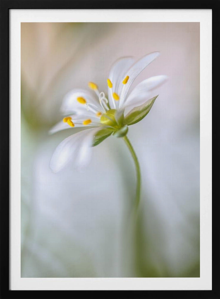 Stitchwort soft | Poster