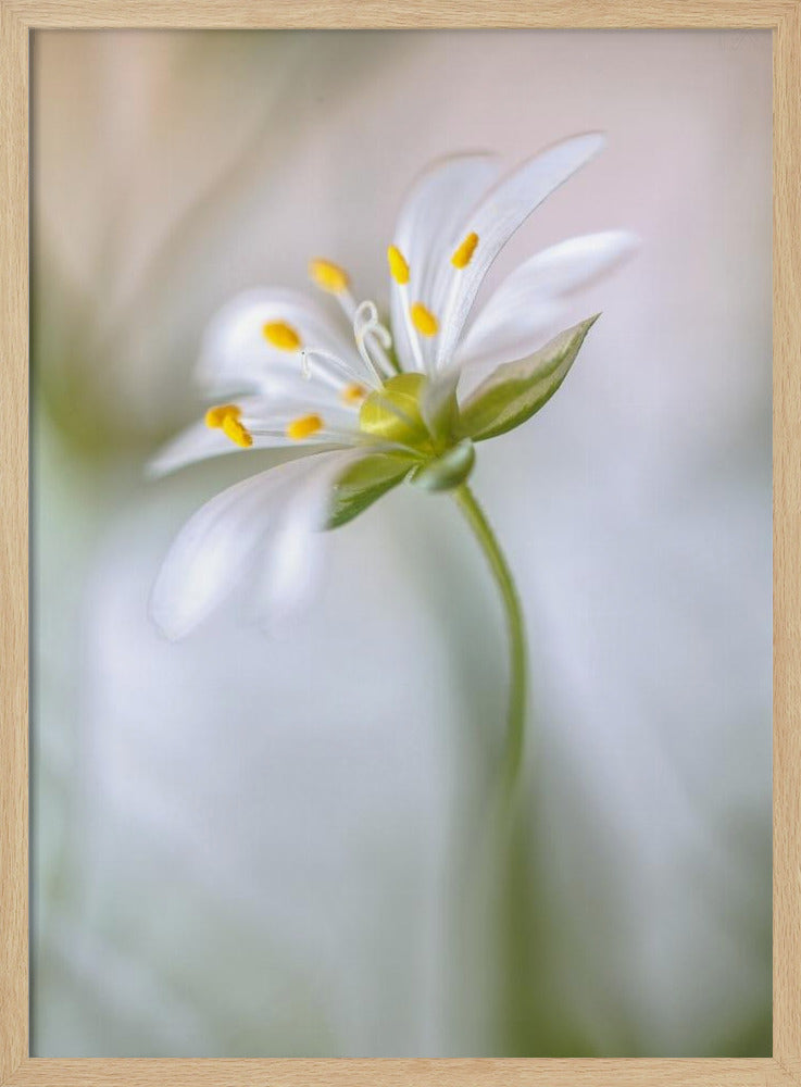 Stitchwort soft | Poster