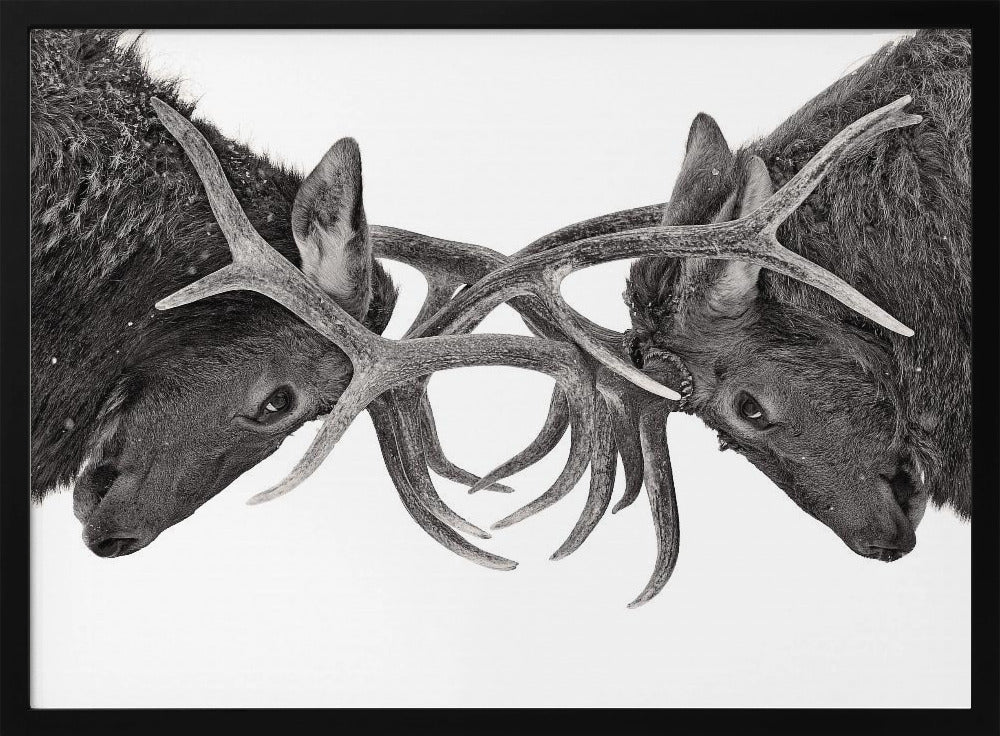 Eye to Eye - Elk fight | Poster