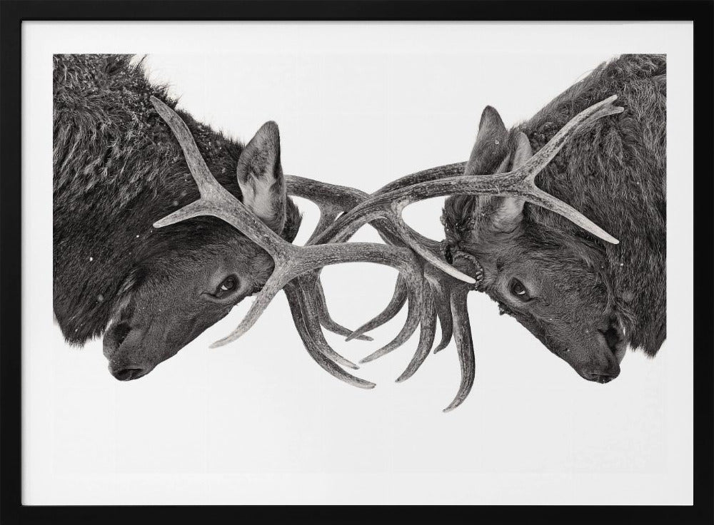 Eye to Eye - Elk fight | Poster