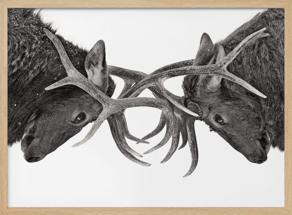 Eye to Eye - Elk fight | Poster