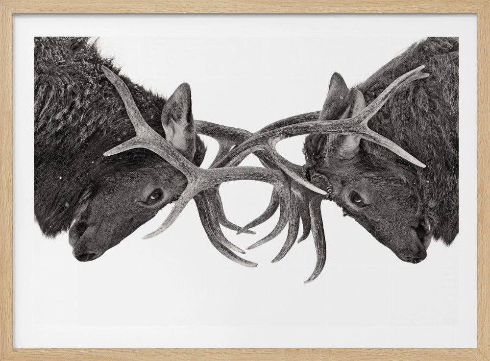 Eye to Eye - Elk fight | Poster