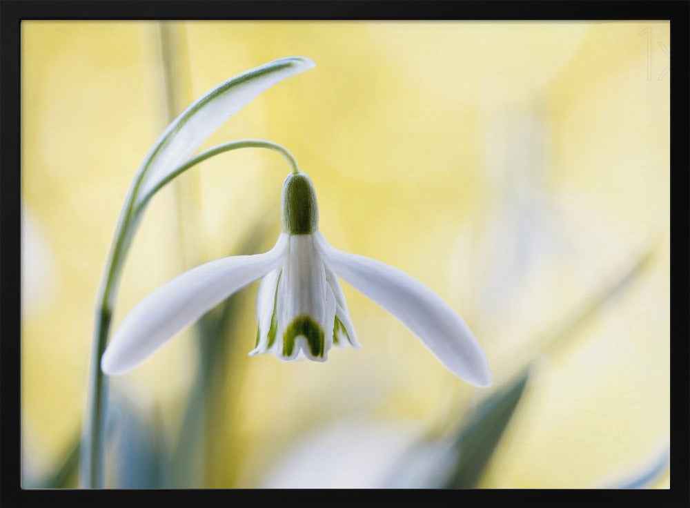 Snowdrops | Poster