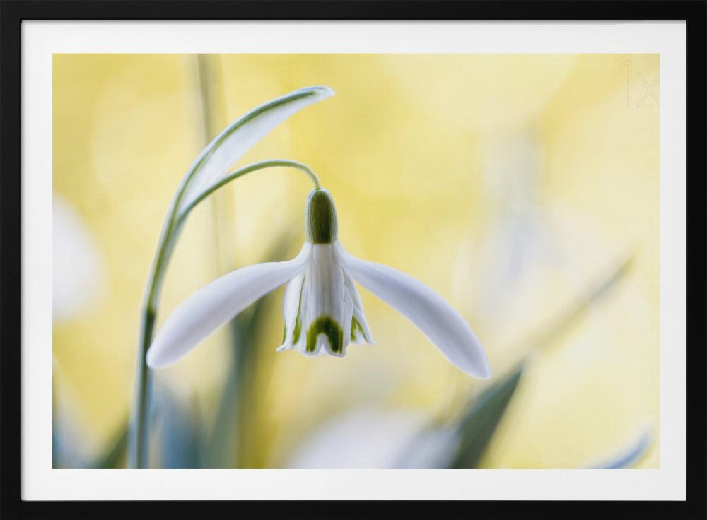 Snowdrops | Poster