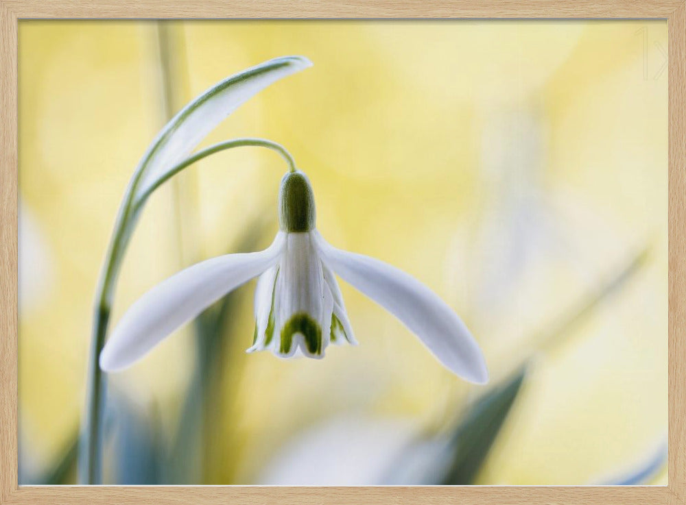 Snowdrops | Poster