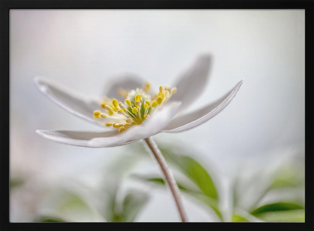 Wood Anemone | Poster