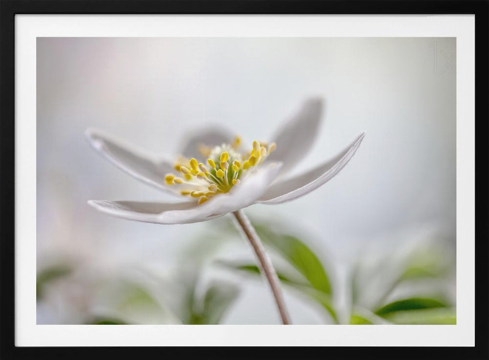 Wood Anemone | Poster