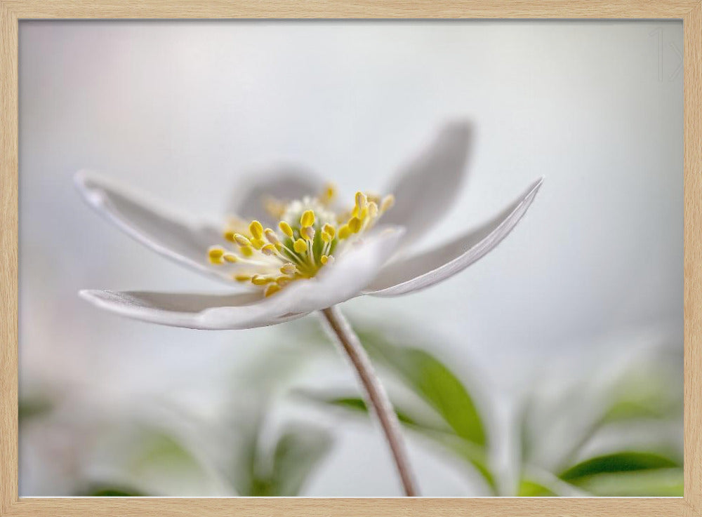 Wood Anemone | Poster