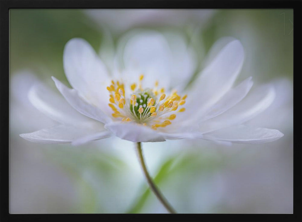 Nemorosa Nirvana | Poster