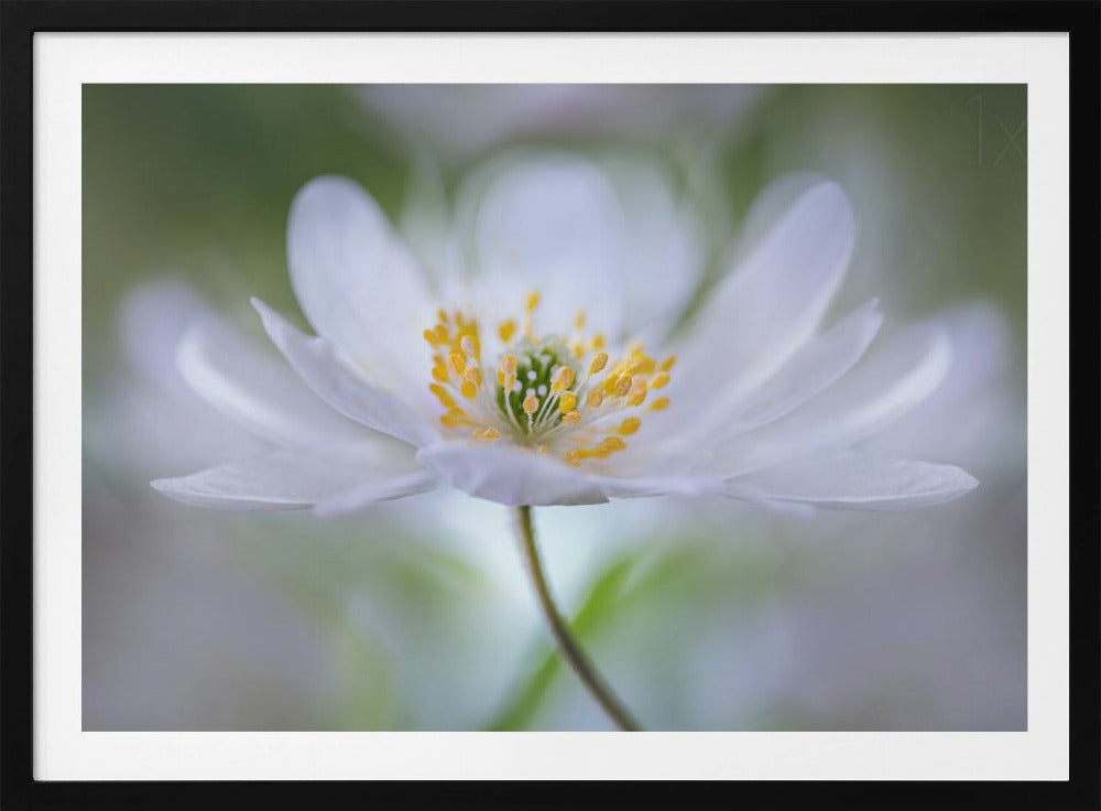 Nemorosa Nirvana | Poster