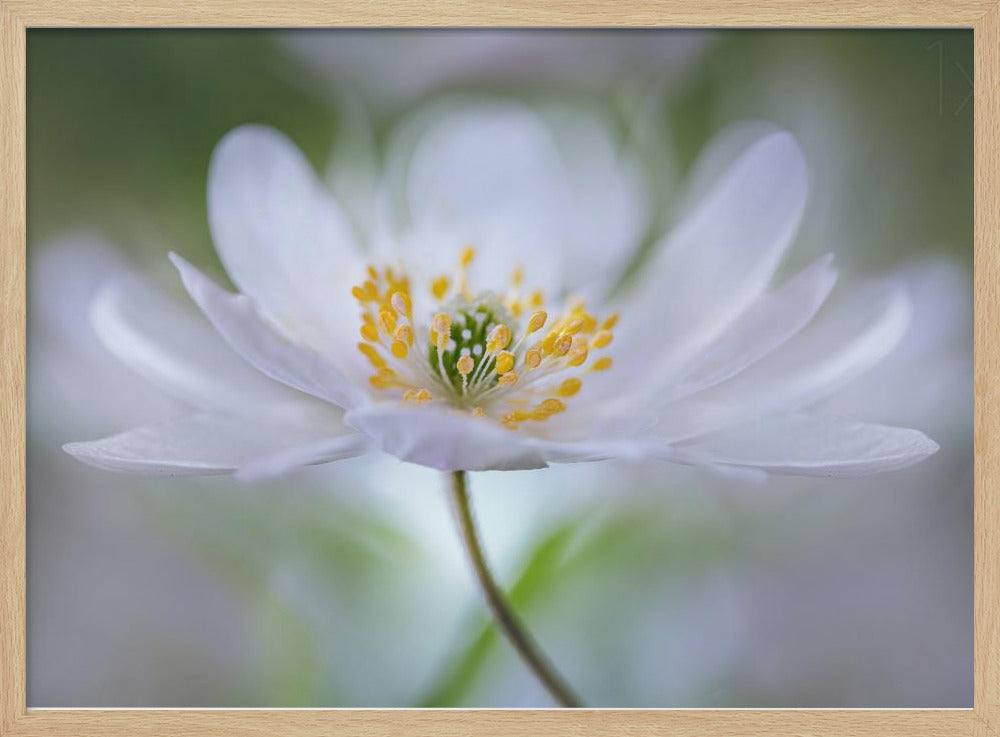 Nemorosa Nirvana | Poster