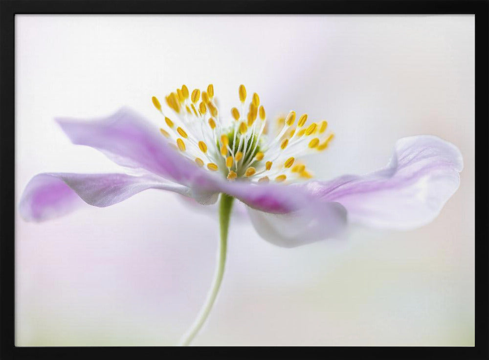 Wood Anemone | Poster