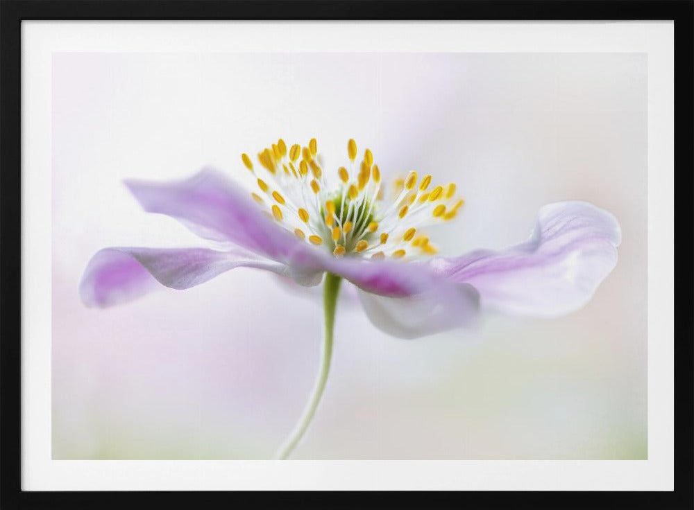 Wood Anemone | Poster