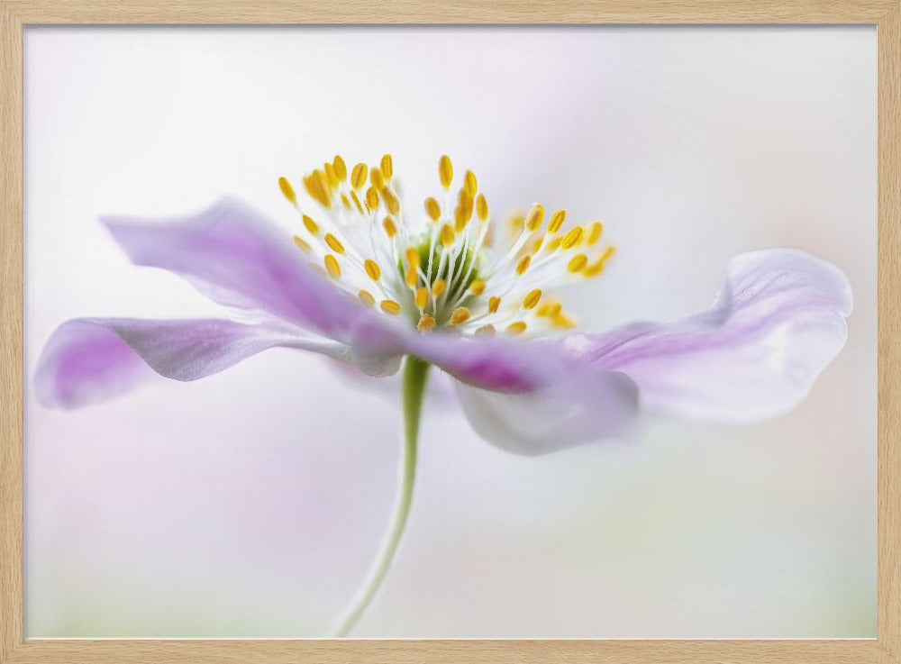 Wood Anemone | Poster