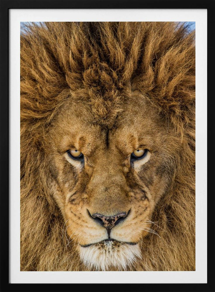 Serious Lion | Poster