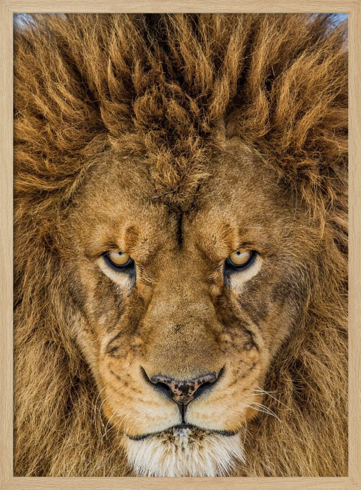 Serious Lion | Poster