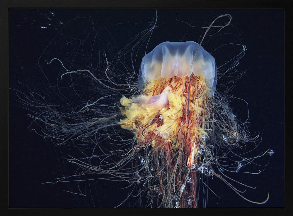 Giant Lion's Mane | Poster