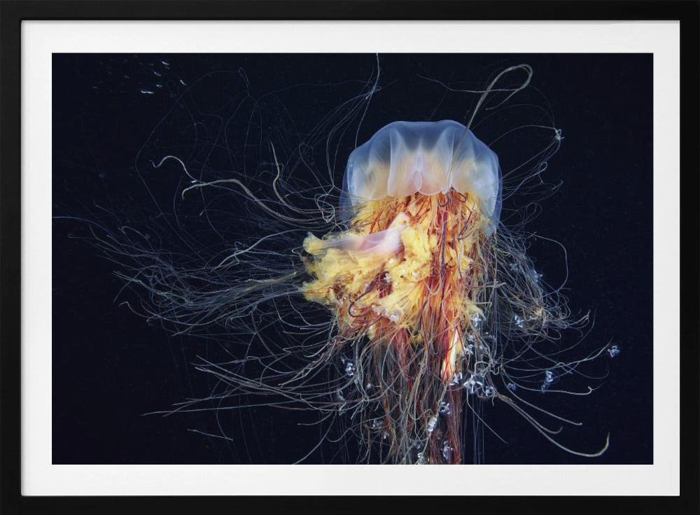 Giant Lion's Mane | Poster