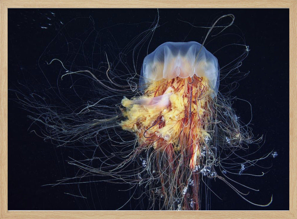 Giant Lion's Mane | Poster