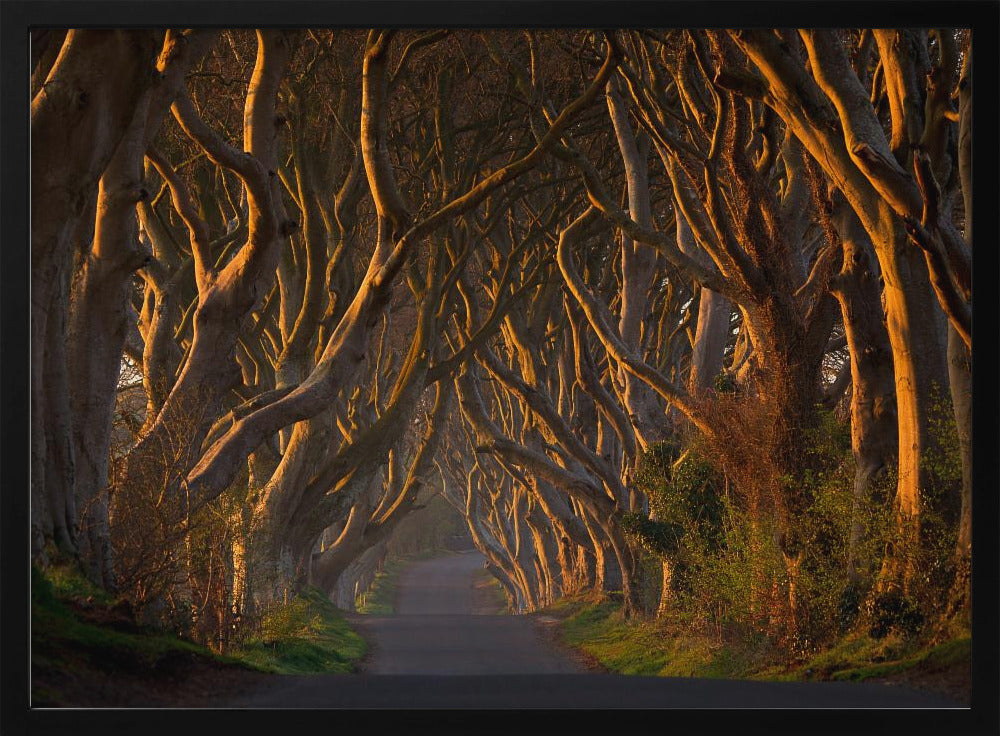 The Dark Hedges in the Morning Sunshine | Poster
