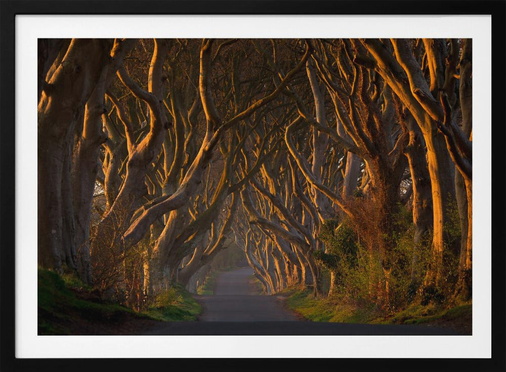 The Dark Hedges in the Morning Sunshine | Poster