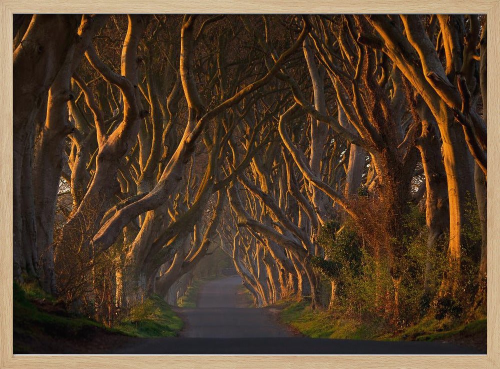 The Dark Hedges in the Morning Sunshine | Poster