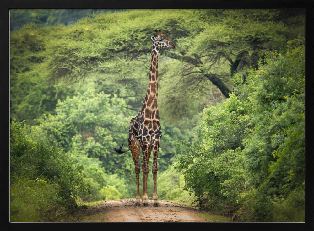 unexpected meeting | Poster