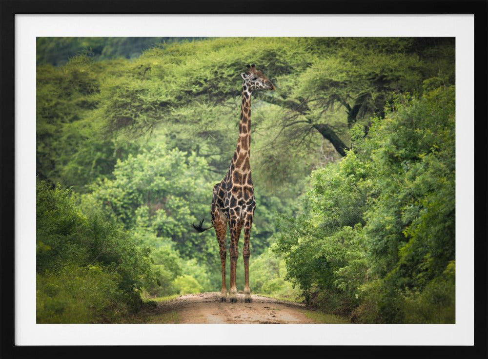 unexpected meeting | Poster