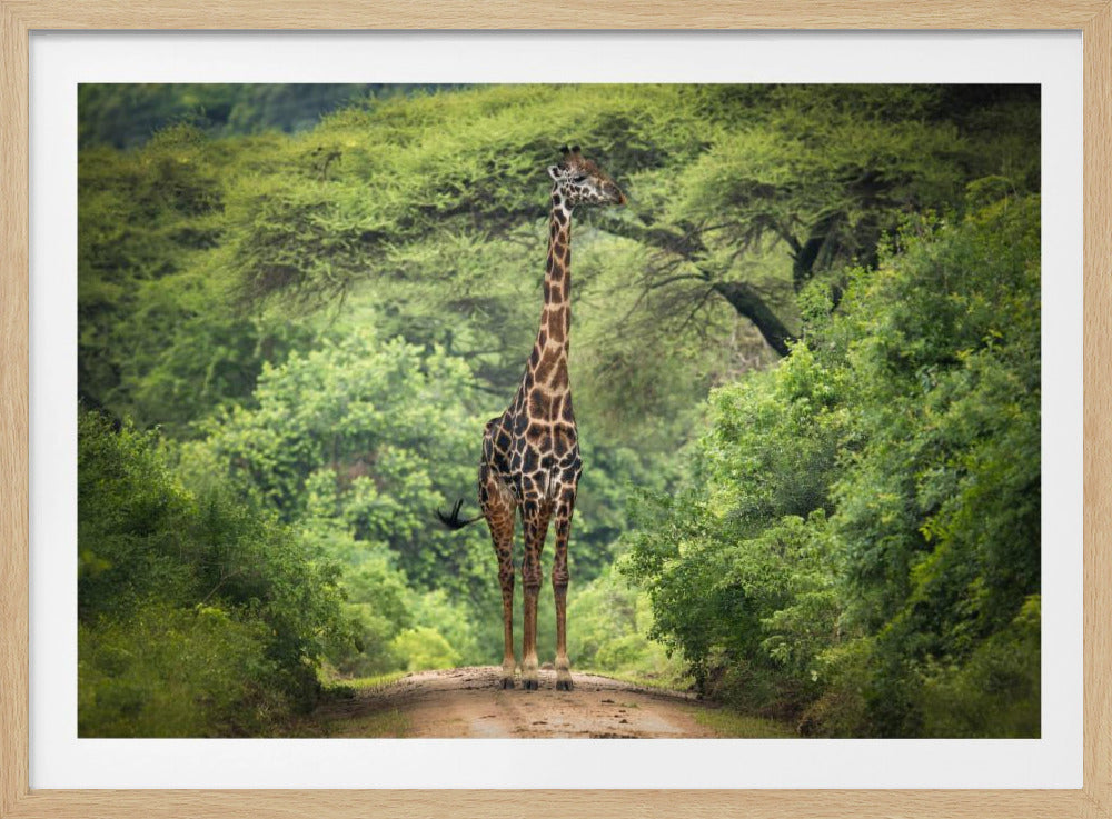 unexpected meeting | Poster