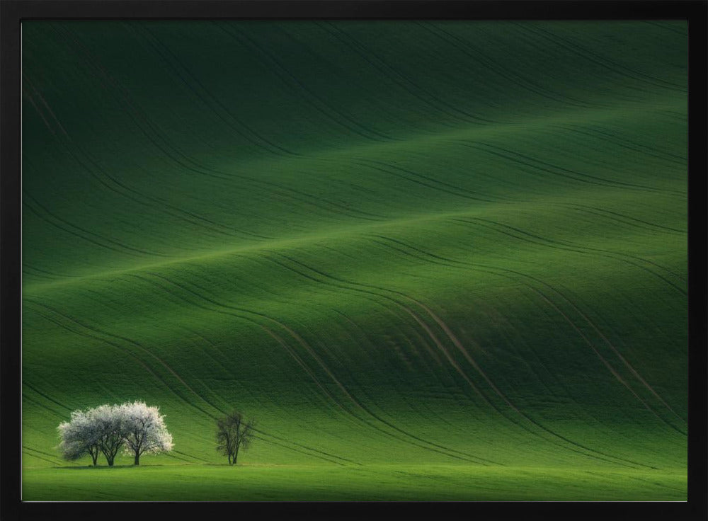 Ladies in White | Poster