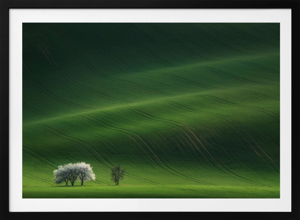 Ladies in White | Poster