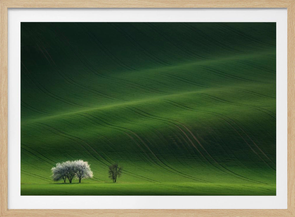 Ladies in White | Poster