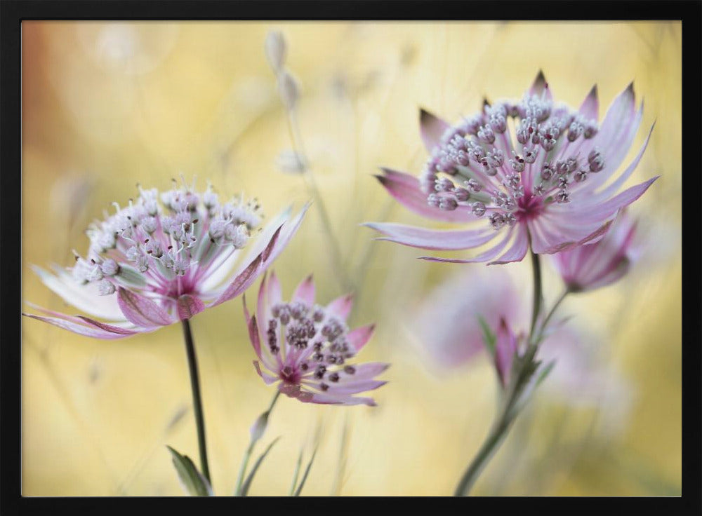 Astrantia Major | Poster