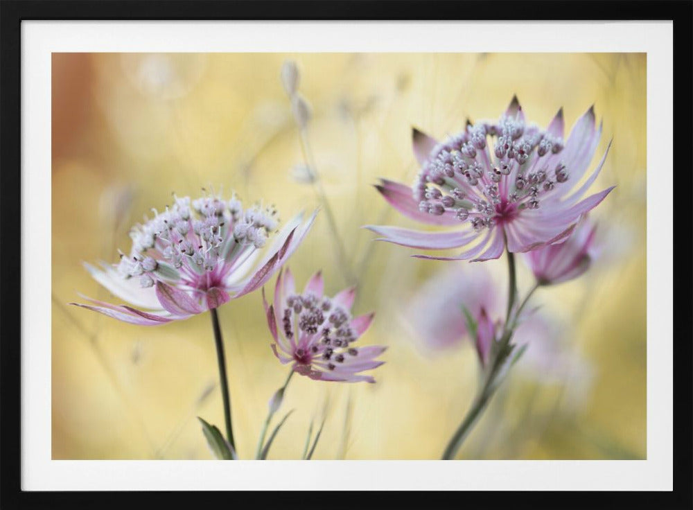 Astrantia Major | Poster