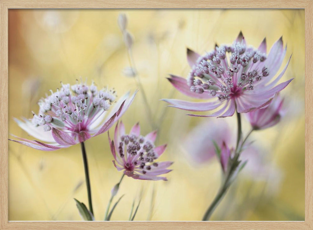 Astrantia Major | Poster