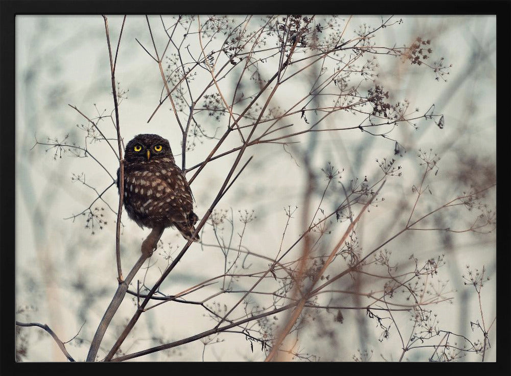 Look at Me! | Poster