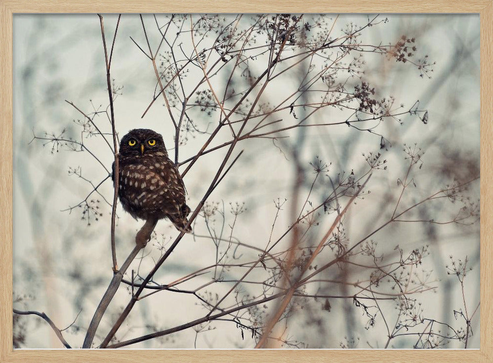 Look at Me! | Poster