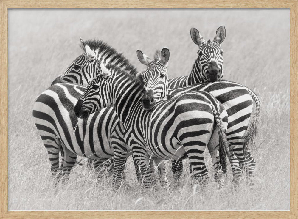 Zebras | Poster